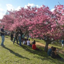 Região tem Cerejeiras Festival e 24ª Festa do Milho no fim de semana
