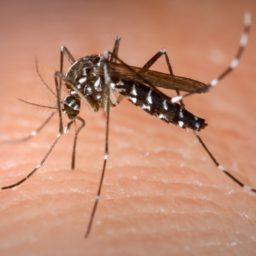 Bauru confirma mais duas mortes por dengue e totaliza dez em 2023