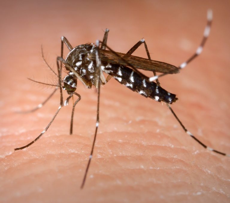 Bauru confirma mais duas mortes por dengue e totaliza dez em 2023