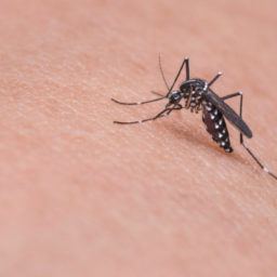 Tupã confirma terceira morte por dengue em 2023