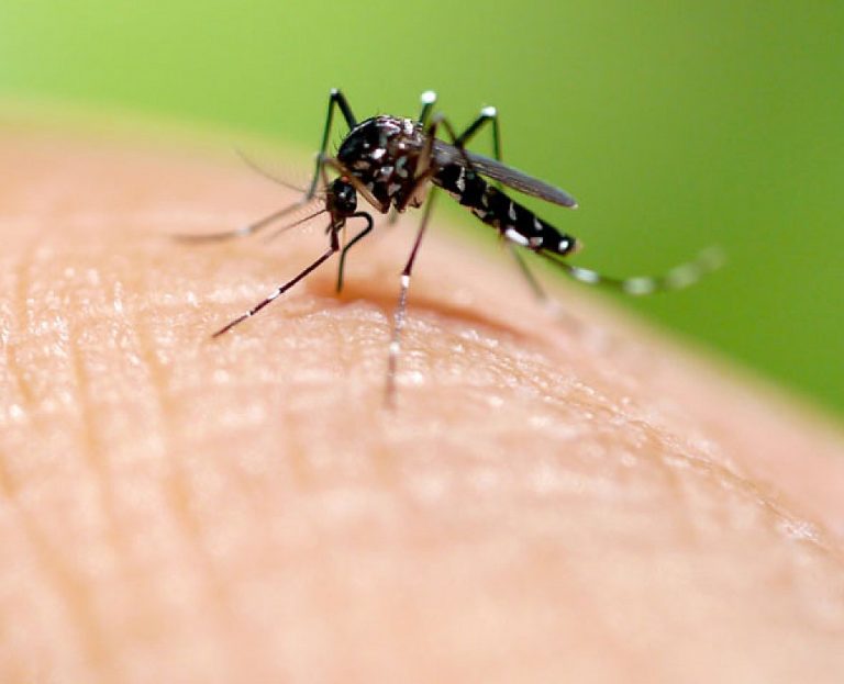 Pompeia e Assis confirmam mortes por dengue