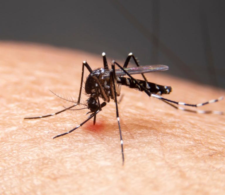 Ourinhos, Tupã e Palmital confirmam mortes por dengue