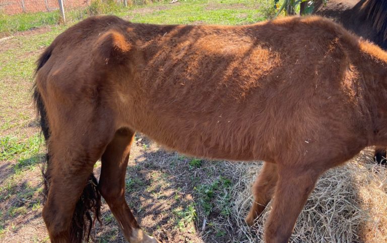 Égua debilitada em situação de abandono é resgatada por ONG em Marília