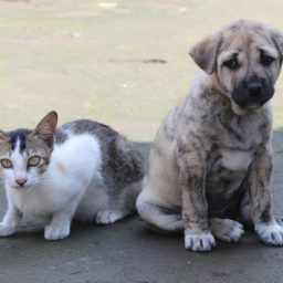 Projeto de Vinicius concede utilidade pública à Associação Protetora de Animais ‘Frida’