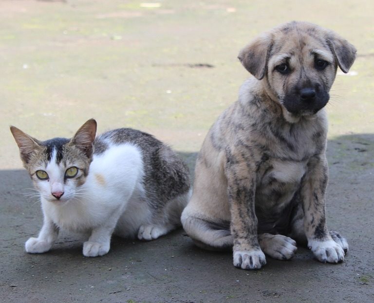 Projeto de Vinicius concede utilidade pública à Associação Protetora de Animais ‘Frida’