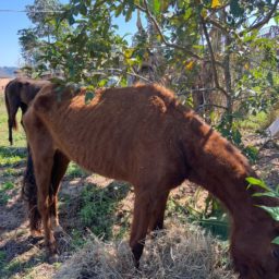 Égua debilitada em situação de abandono é resgatada por ONG em Marília