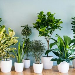 Cinco plantas para atrair boas energias e decorar seu espaço