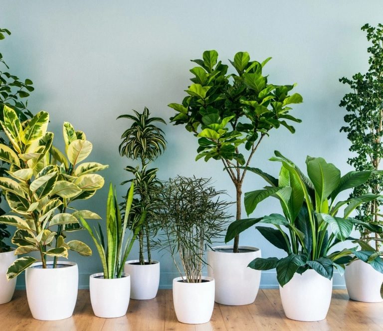 Cinco plantas para atrair boas energias e decorar seu espaço