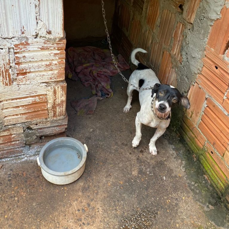 Justiça condena acusada de maus-tratos contra cachorro em Garça