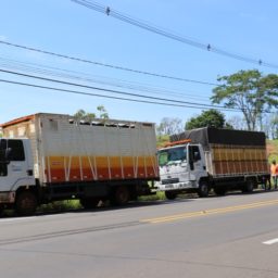 Serviço de recolhimento de animais é destinado a situações específicas em Marília