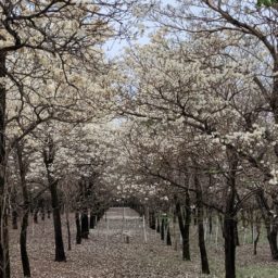 Ipês brancos florescem e dão espetáculo da natureza em Marília