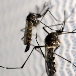 Notificações de zika vírus aumentam no país em relação a 2022