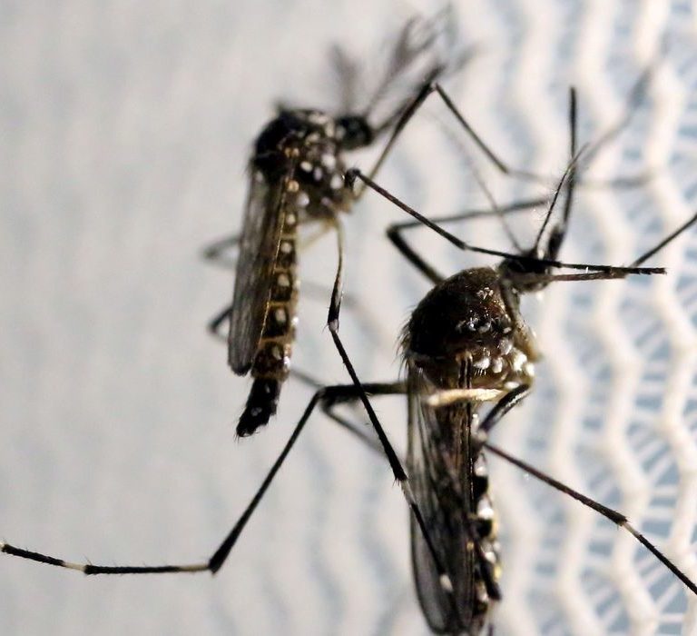 Saiba como se proteger da dengue em apartamentos e condomínios