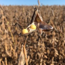 CMN flexibiliza crédito a agricultores de áreas com riscos climáticos