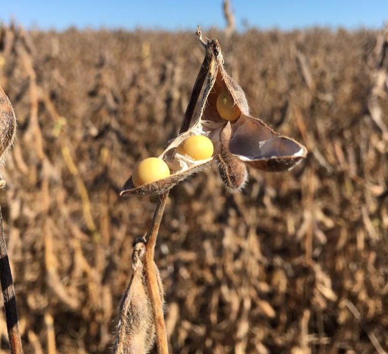 CMN flexibiliza crédito a agricultores de áreas com riscos climáticos