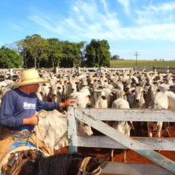 Unimar celebra formação de profissionais de Medicina Veterinária há 36 anos