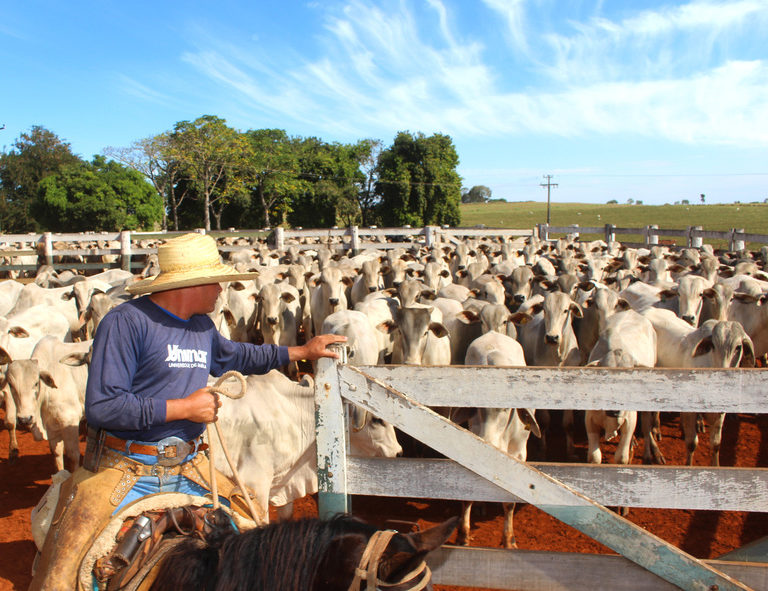 Unimar celebra formação de profissionais de Medicina Veterinária há 36 anos