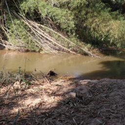 Daem lista problemas e afirma que nível do Rio do Peixe baixou 36 centímetros