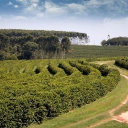 Região cafeicultora de Garça ganha em eficiência no cultivo, mas área de plantio diminui