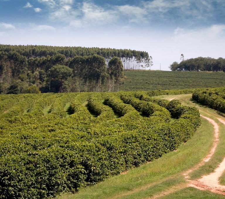 Região cafeicultora de Garça ganha em eficiência no cultivo, mas área de plantio diminui