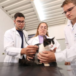 Medicina Veterinária da Unimar promove castração social em Marília