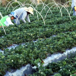 Plataforma do Desenrola renegociará dívidas de agricultores familiares