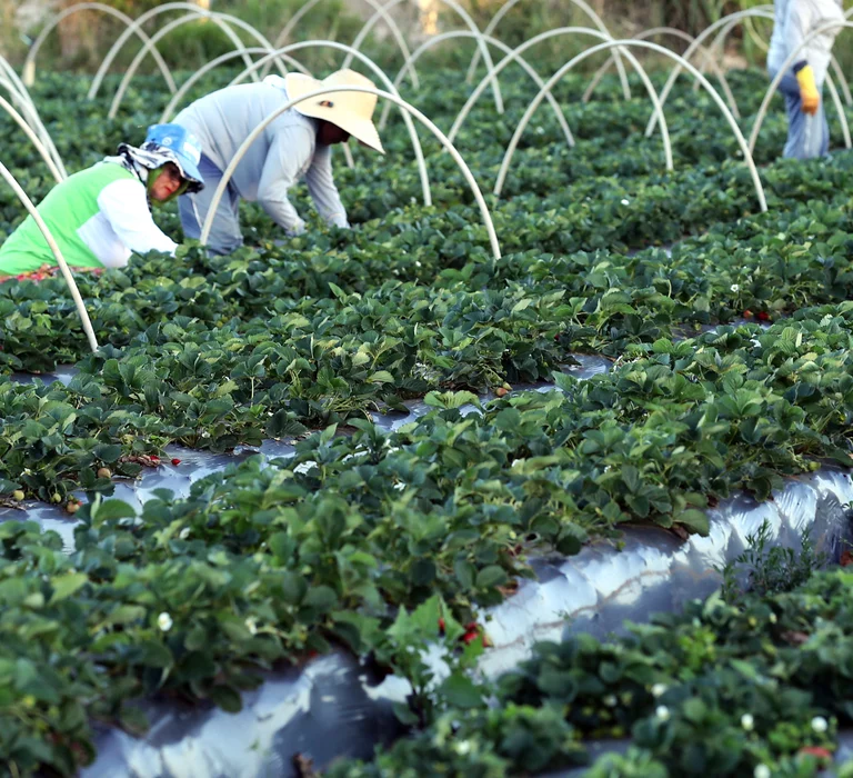 Plataforma do Desenrola renegociará dívidas de agricultores familiares