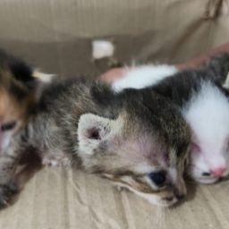 Quatro gatinhos abandonados são resgatados às margens de rodovia da região