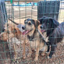 Feira de adoção de animais resgatados em rodovias será realizada em Marília