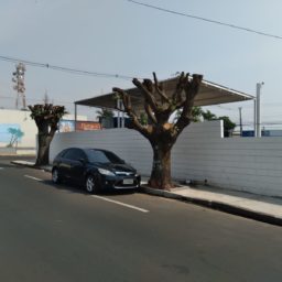 Podas de árvores drásticas em vários pontos de Marília irritam moradores