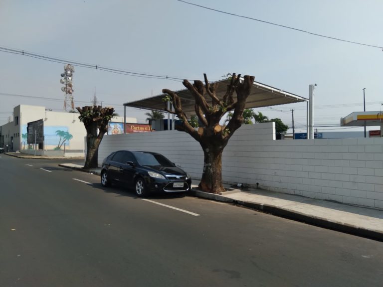 Podas de árvores drásticas em vários pontos de Marília irritam moradores