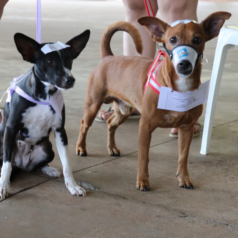 Castração gratuita de pets na zona leste de Marília é adiada por baixa adesão