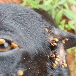 Cães em situação de maus-tratos são resgatados e tutor é preso no distrito de Rosália