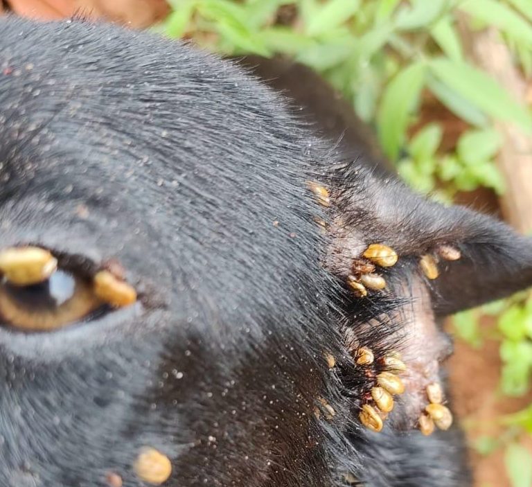 Cães em situação de maus-tratos são resgatados e tutor é preso no distrito de Rosália