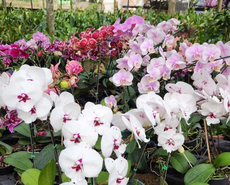 Exposição de Orquídeas acontece até domingo no ginásio Neusa Galetti