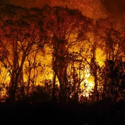 Pantanal tem recorde histórico com mais de três mil incêndios em novembro