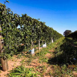 Justiça Federal manda desocupar assentamento em fazenda de Gália