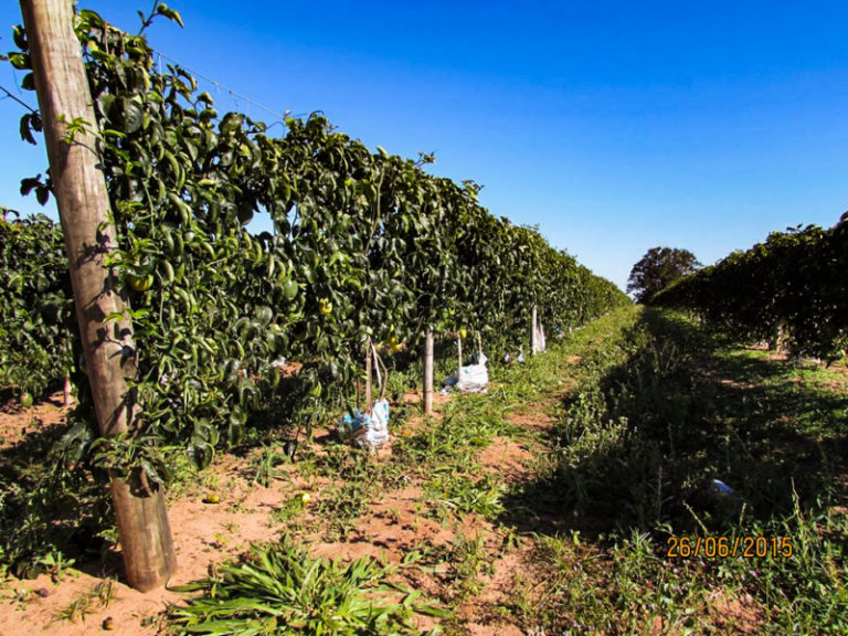 Justiça Federal manda desocupar assentamento em fazenda de Gália