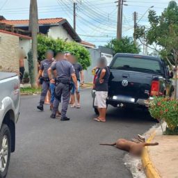 Pitbull é morto a pauladas em Pompeia