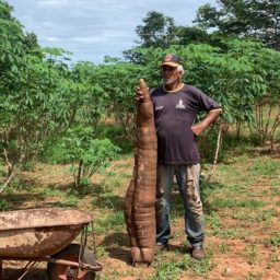 Produtor rural colhe mandioca de mais de 40 quilos em cidade da região