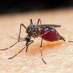São Paulo registra dois casos de infecção por malária em Mogi das Cruzes e Suzano