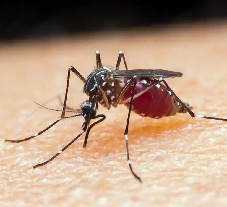 São Paulo registra dois casos de infecção por malária em Mogi das Cruzes e Suzano