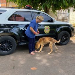 Homem é preso por deixar cão infestado de carrapatos e acorrentado no sol