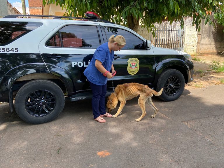 Homem é preso por deixar cão infestado de carrapatos e acorrentado no sol