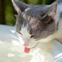 Potes de água dos pets precisam ser higienizados para evitar dengue