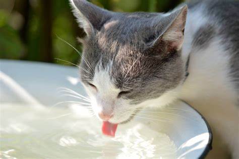 Potes de água dos pets precisam ser higienizados para evitar dengue