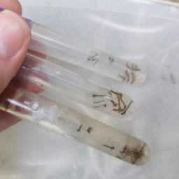 Pompeia é classificada com condições satisfatórias de baixa proliferação do Aedes