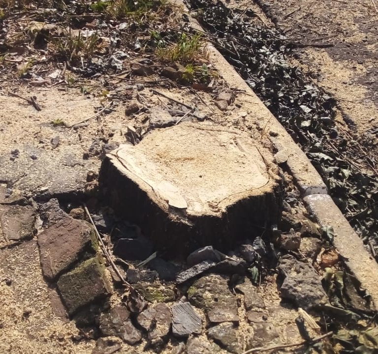 Polícia Ambiental aplica multa de R$ 1,5 mil por corte de árvores em via na zona oeste