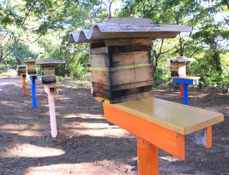 Colônia de abelhas no Maracá vai preservar espécie em risco de extinção