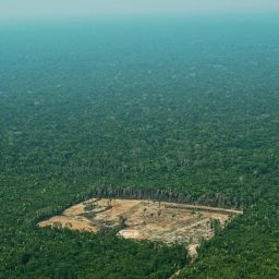 Alertas de desmatamento na amazônia apresentam redução de 30% em fevereiro